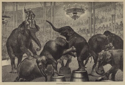 Éléphants excentriques - Georg Koch